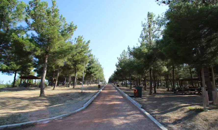 Mavi ve Yeşilin Eşsiz Buluşma Noktası: Samsun Vezirsuyu Tabiat Parkı