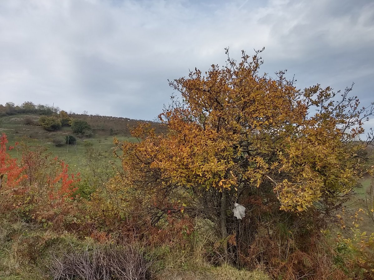 Samsun'un Zirvesindeki Hazine: Tarih, Doğa ve Manzaranın Buluştuğu Yer Bayrak Tepe Tabiat Parkı